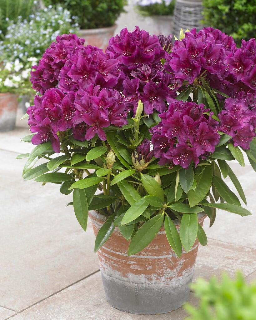 Rhododendron 'polar Night' - View 24 from www redcrocus com