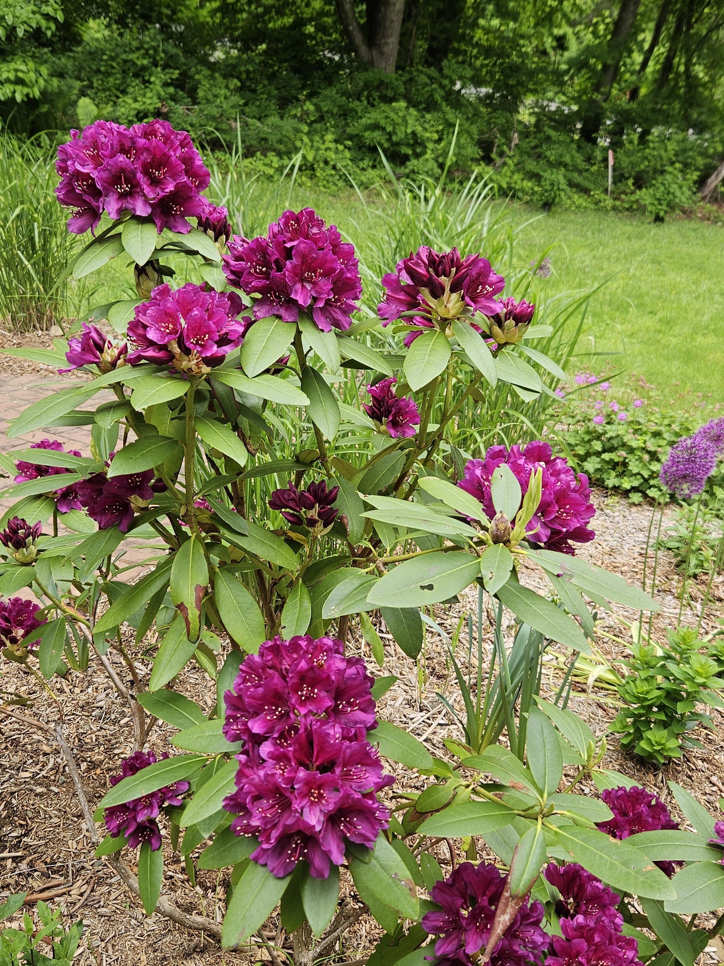 Rhododendron 'polar Night' - View 28 from www redcrocus com