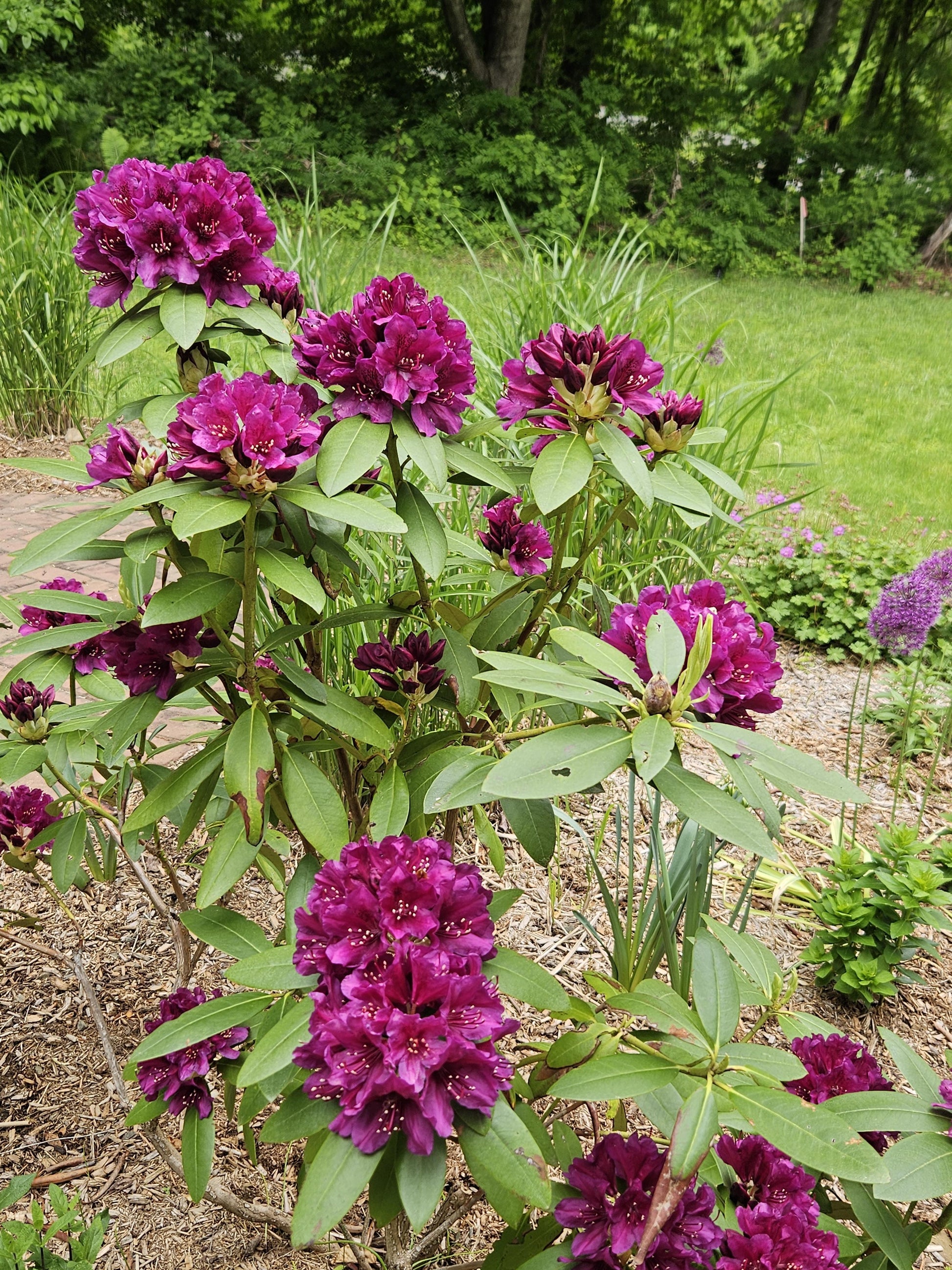 Rhododendron 'polar Night' - View 28 from www redcrocus com