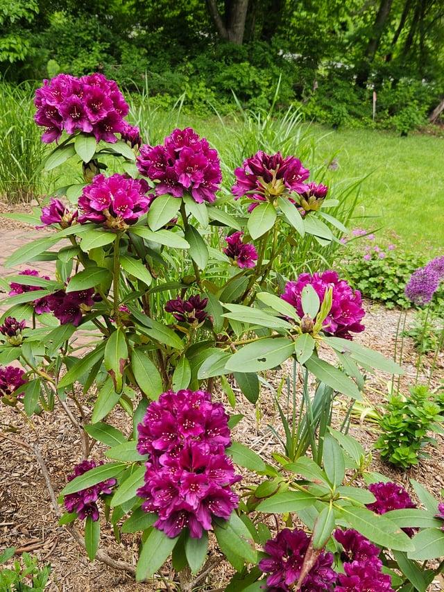 Rhododendron 'polar Night' - View 32 from www redcrocus com