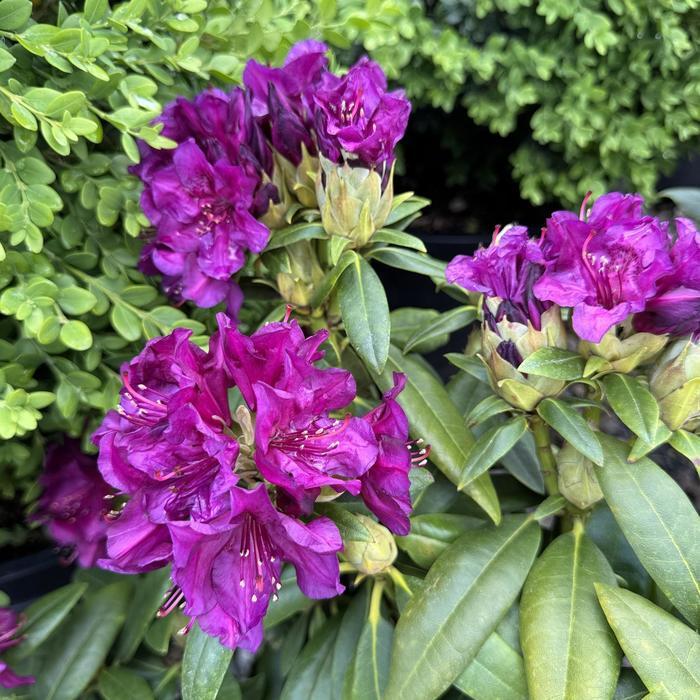 Rhododendron 'polar Night' - View 3 from www redcrocus com