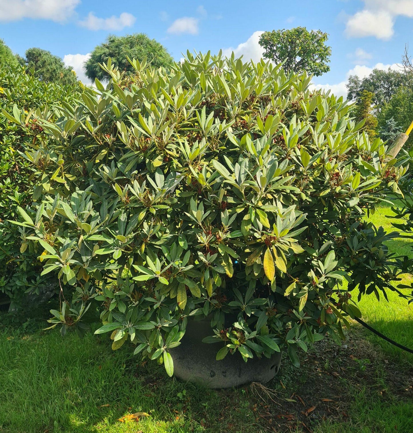 Rhododendron 'percy Wiseman' - View 14 from www redcrocus com