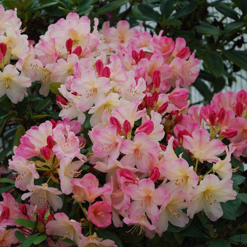 Rhododendron 'percy Wiseman' - View 15 from www redcrocus com
