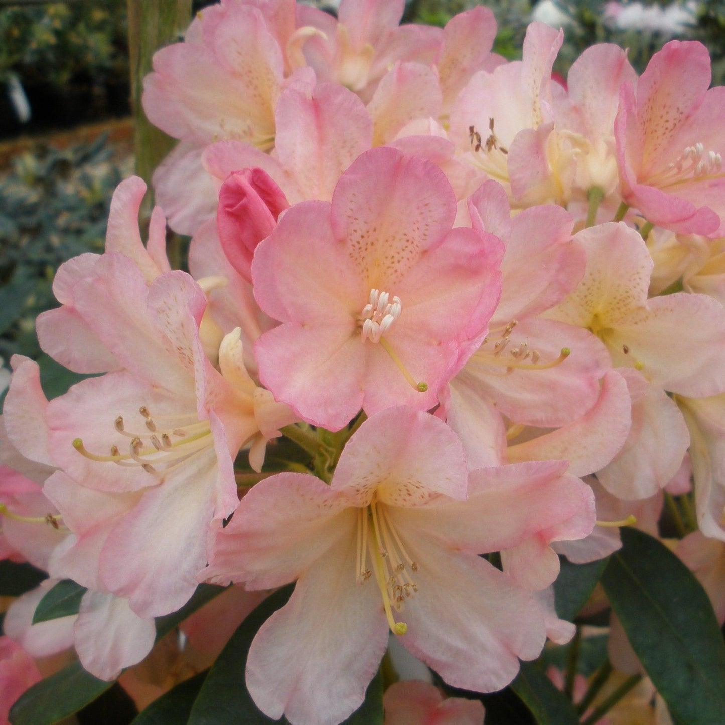Rhododendron 'percy Wiseman' - View 16 from www redcrocus com