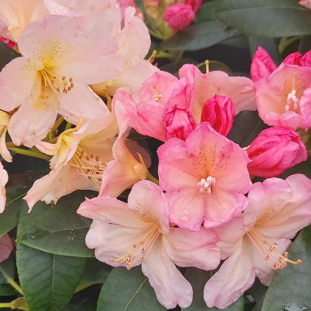 Rhododendron 'percy Wiseman' - View 17 from www redcrocus com