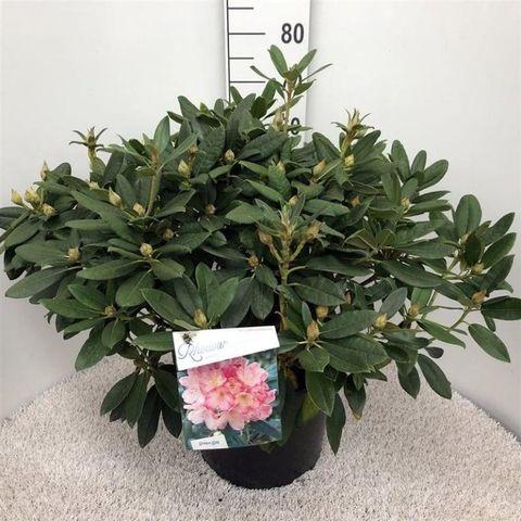 Rhododendron 'percy Wiseman' - View 18 from www redcrocus com