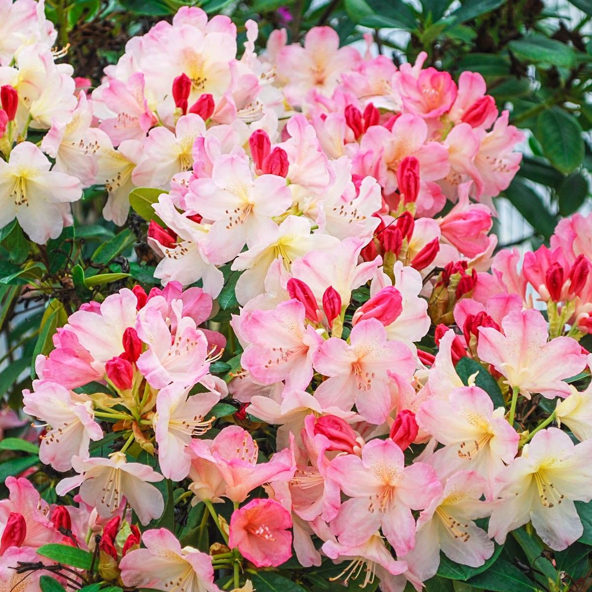 Rhododendron 'percy Wiseman' - View 19 from www redcrocus com