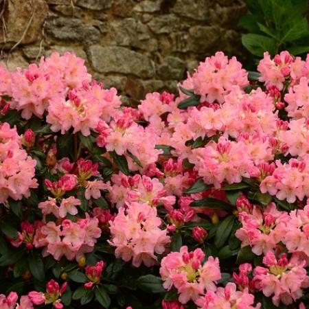 Rhododendron 'percy Wiseman' - View 22 from www redcrocus com