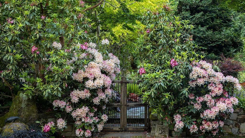 Rhododendron 'percy Wiseman' - View 24 from www redcrocus com