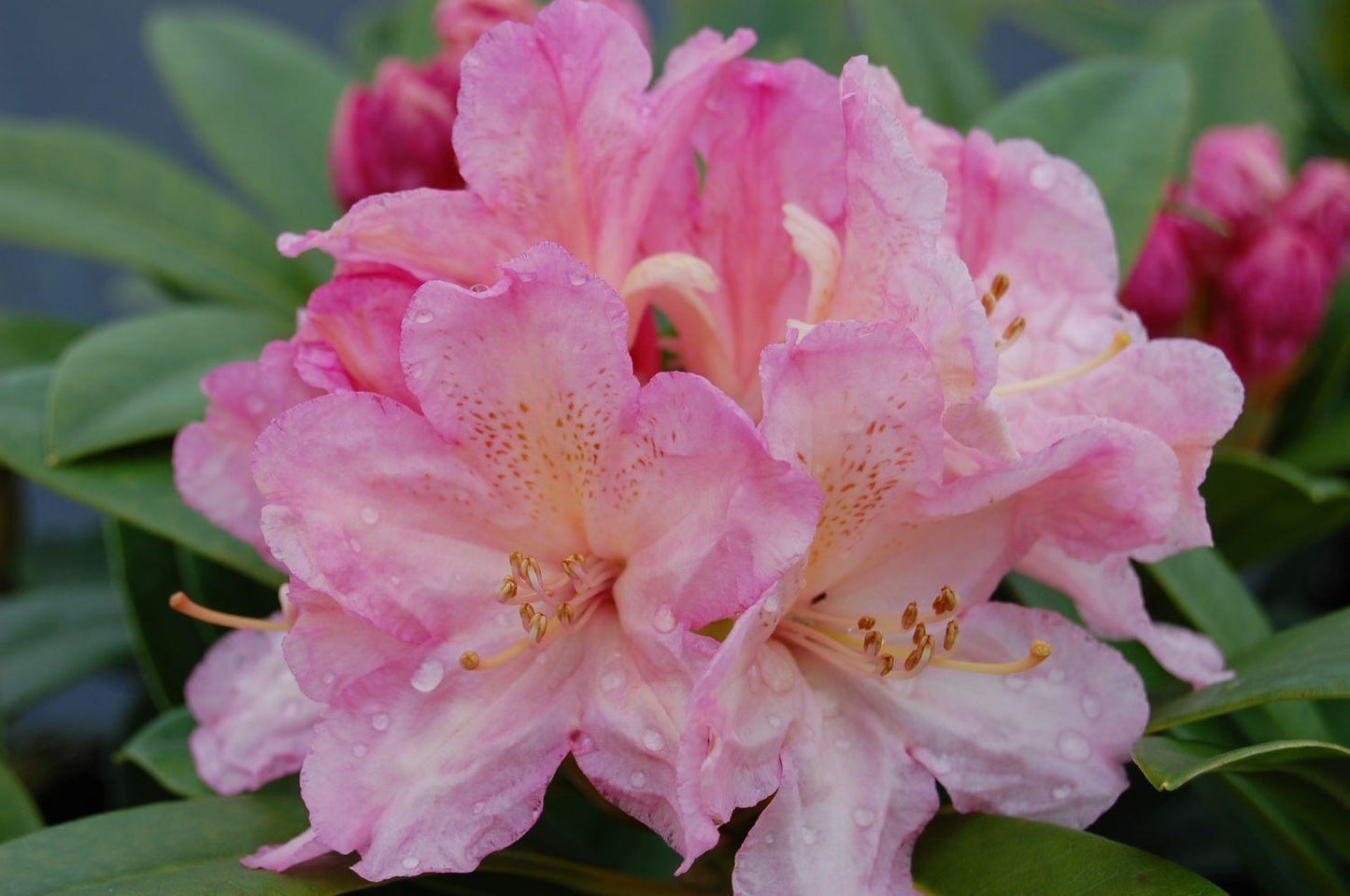 Rhododendron 'percy Wiseman' - View 25 from www redcrocus com