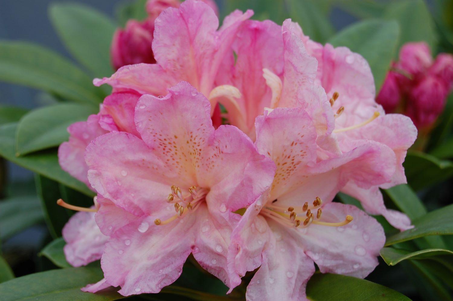 Rhododendron 'percy Wiseman' - View 25 from www redcrocus com