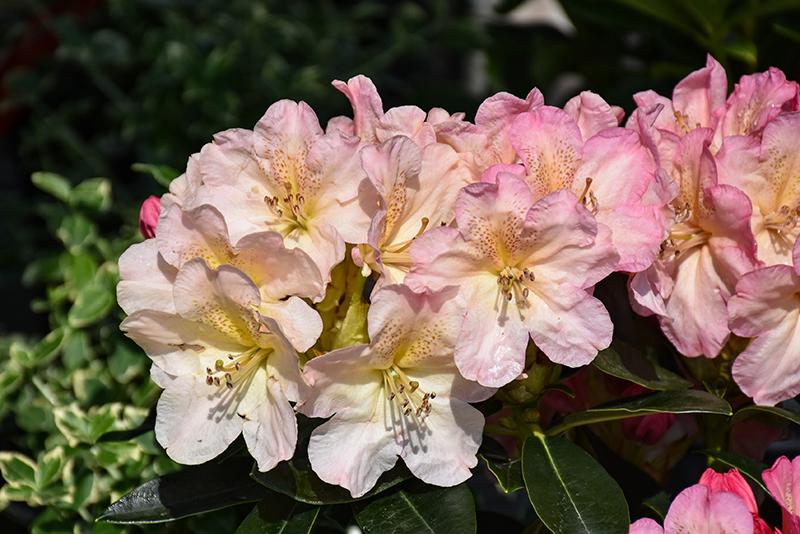Rhododendron 'percy Wiseman' - View 27 from www redcrocus com