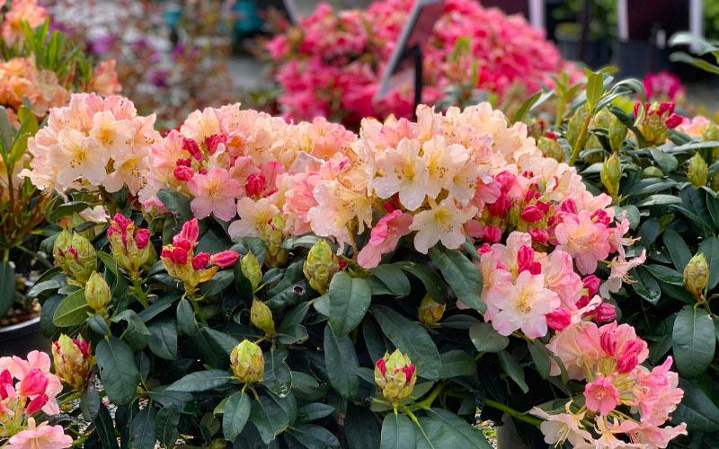 Rhododendron 'percy Wiseman' - View 28 from www redcrocus com