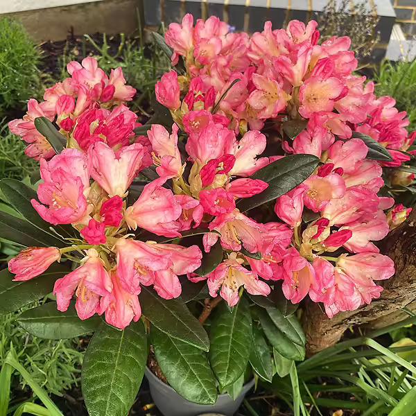 Rhododendron 'percy Wiseman' - View 31 from www redcrocus com