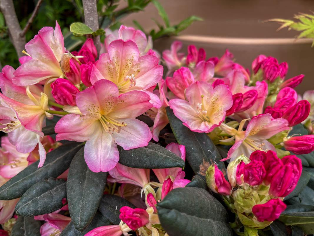 Rhododendron 'percy Wiseman' - View 32 from www redcrocus com