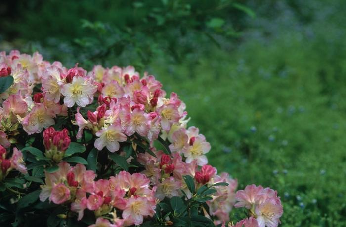 Rhododendron 'percy Wiseman' - View 33 from www redcrocus com