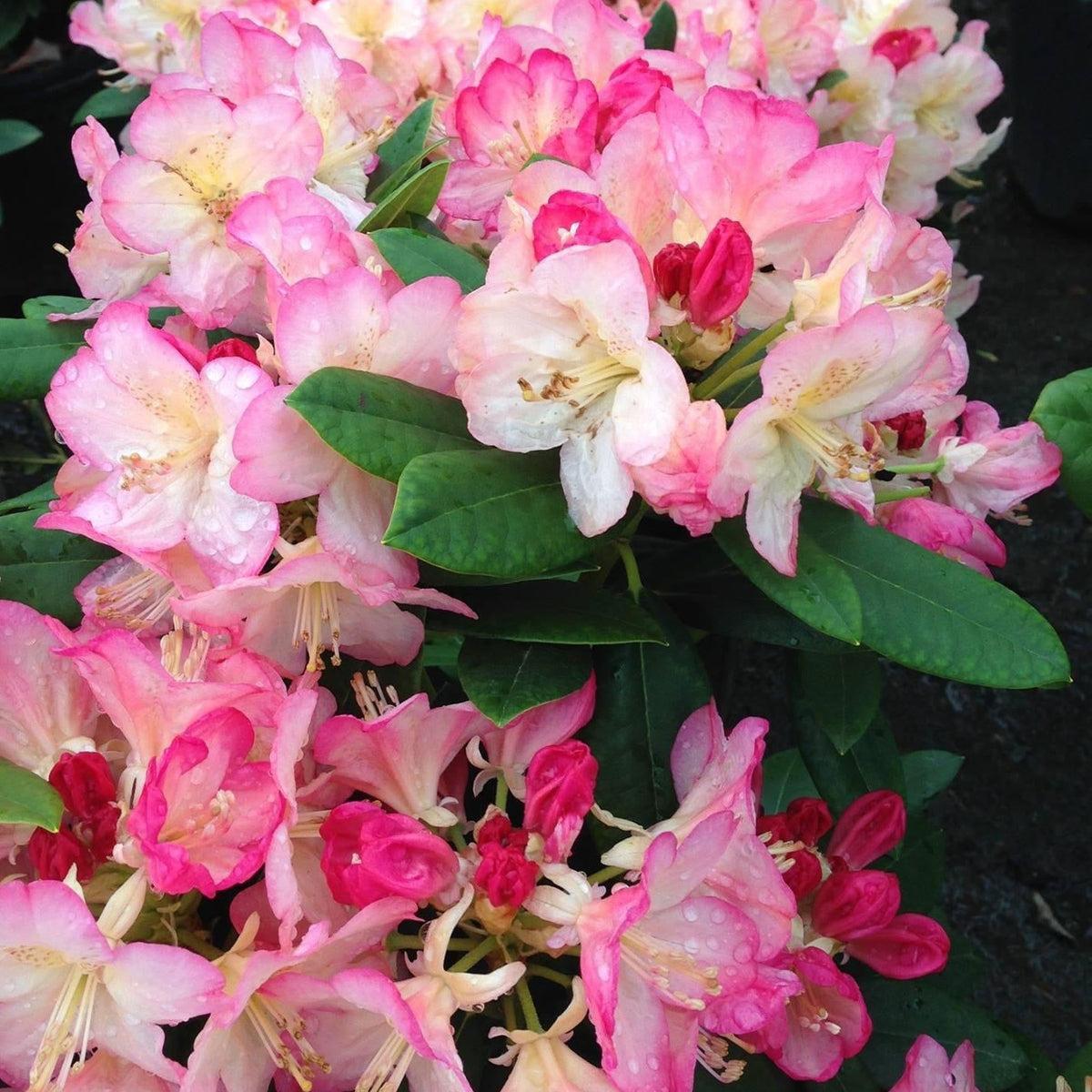 Rhododendron 'percy Wiseman' - View 34 from www redcrocus com