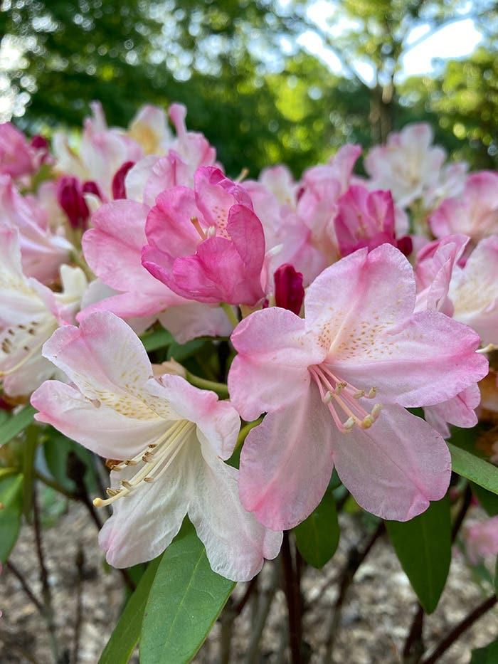 Rhododendron 'percy Wiseman' - View 36 from www redcrocus com