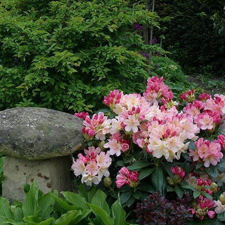 Rhododendron 'percy Wiseman' - View 4 from www redcrocus com