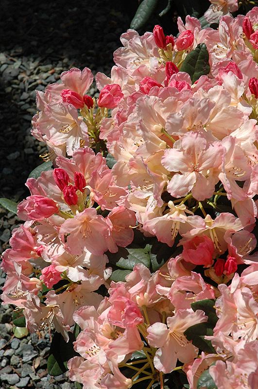 Rhododendron 'percy Wiseman' - View 5 from www redcrocus com