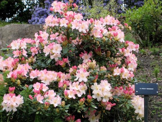 Rhododendron 'percy Wiseman' - View 6 from www redcrocus com