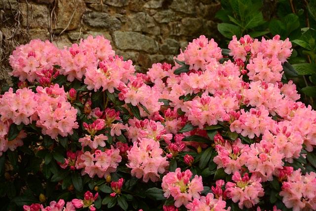 Rhododendron 'percy Wiseman' - View 7 from www redcrocus com