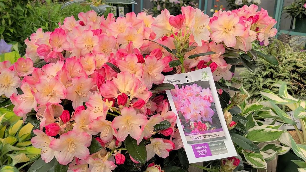 Rhododendron 'percy Wiseman' - View 9 from www redcrocus com