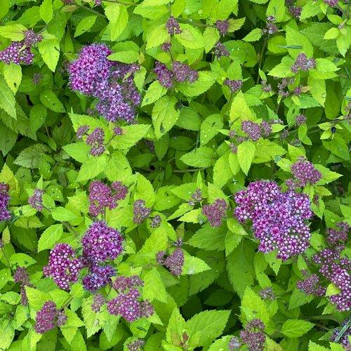 Spirea Japonica 'double Play Dolly' - View 10 from www redcrocus com
