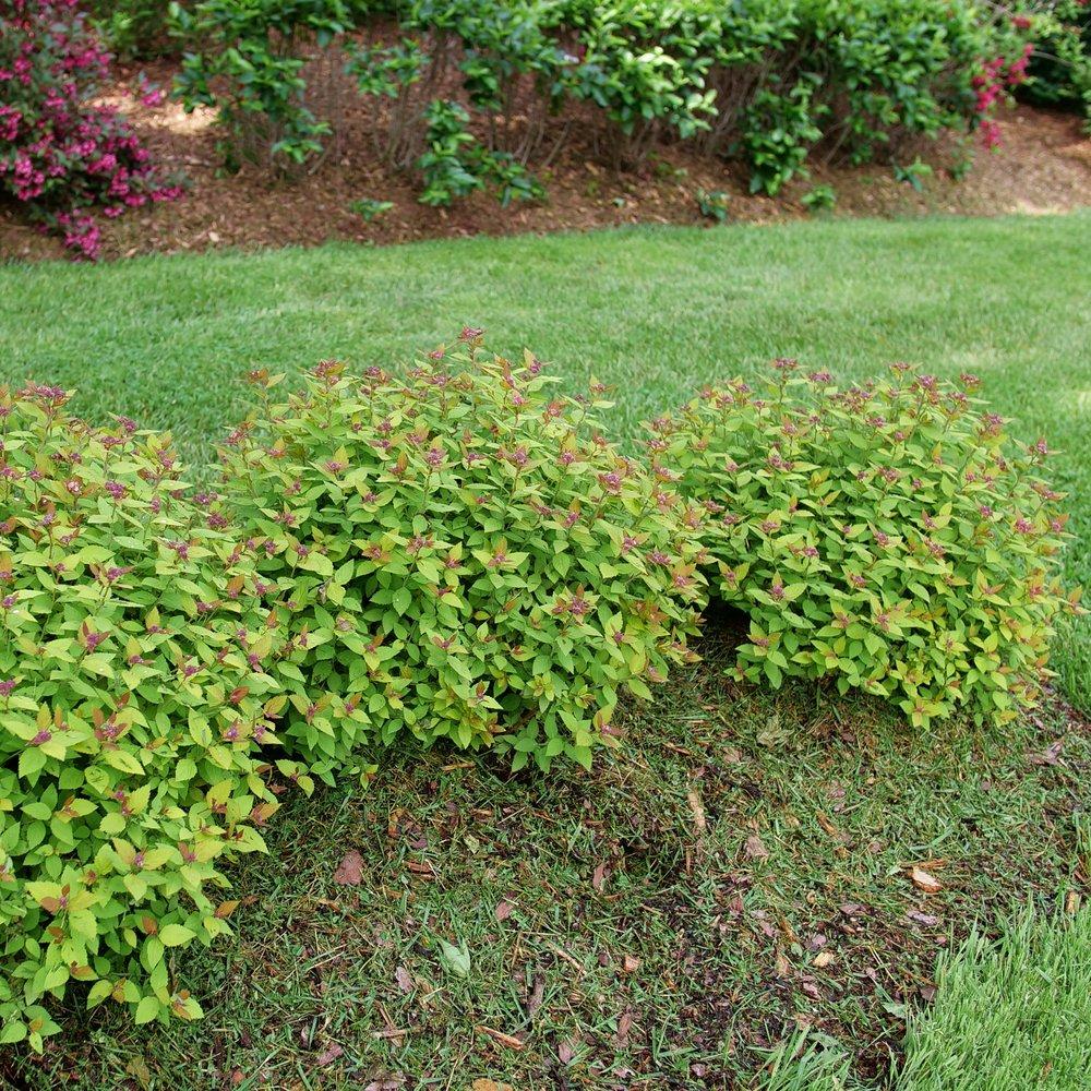 Spirea Japonica 'double Play Dolly' - View 12 from www redcrocus com