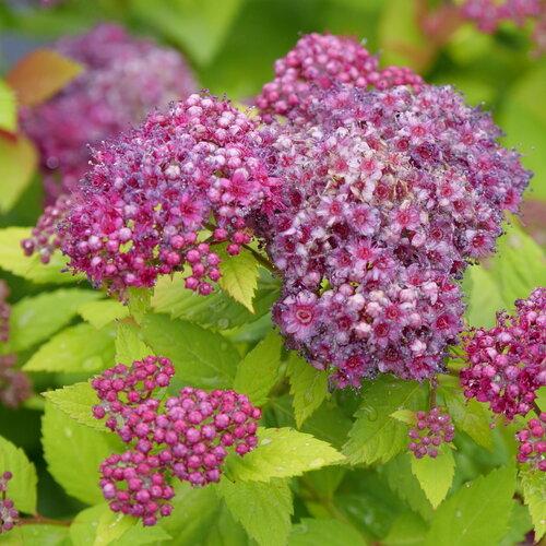 Spirea Japonica 'double Play Dolly' - View 14 from www redcrocus com
