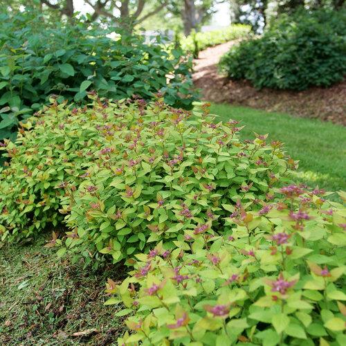 Spirea Japonica 'double Play Dolly' - View 15 from www redcrocus com