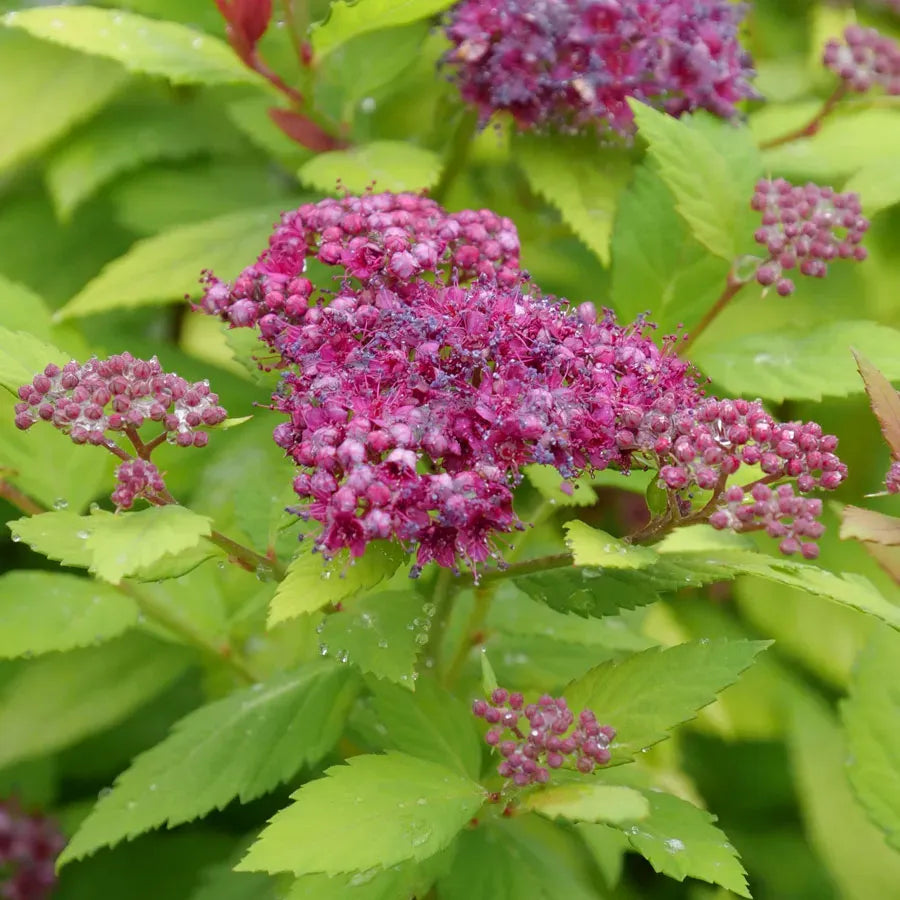 Spirea Japonica 'double Play Dolly' - View 19 from www redcrocus com