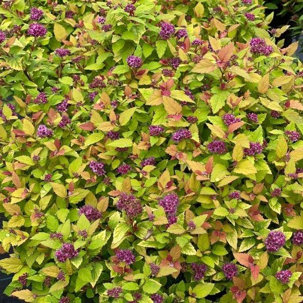 Spirea Japonica 'double Play Dolly' - View 20 from www redcrocus com