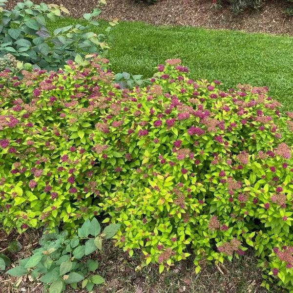 Spirea Japonica 'double Play Dolly' - View 21 from www redcrocus com