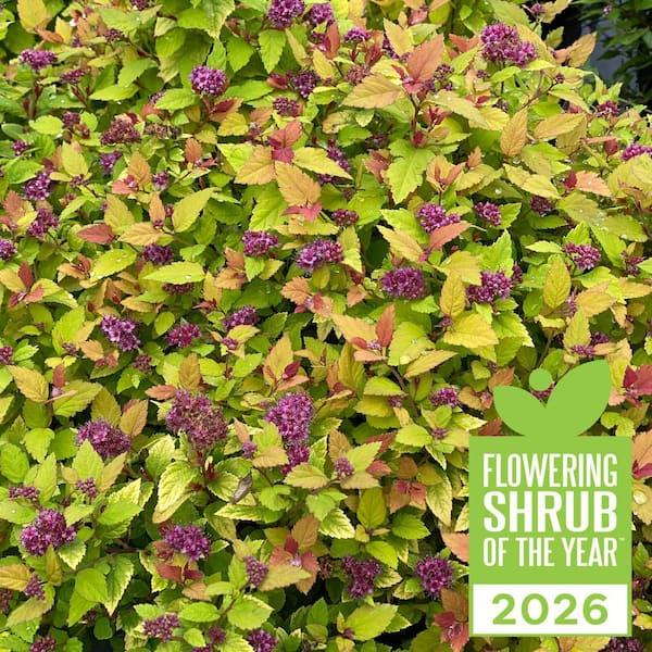 Spirea Japonica 'double Play Dolly' - View 22 from www redcrocus com