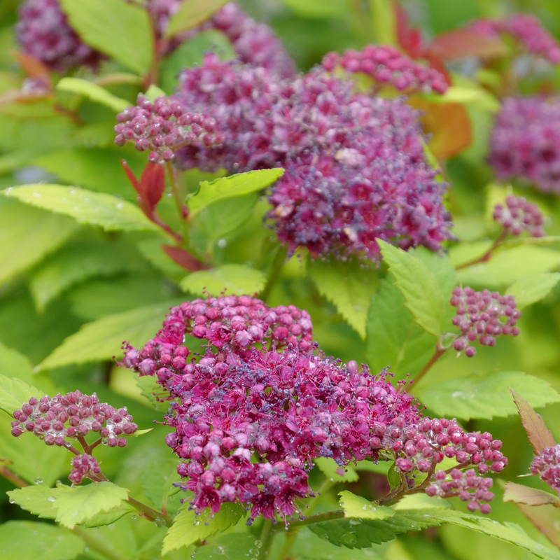 Spirea Japonica 'double Play Dolly' - View 24 from www redcrocus com