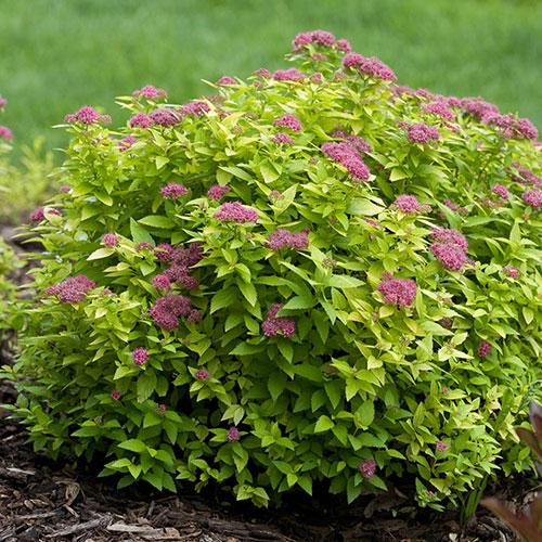 Spirea Japonica 'double Play Dolly' - View 25 from www redcrocus com