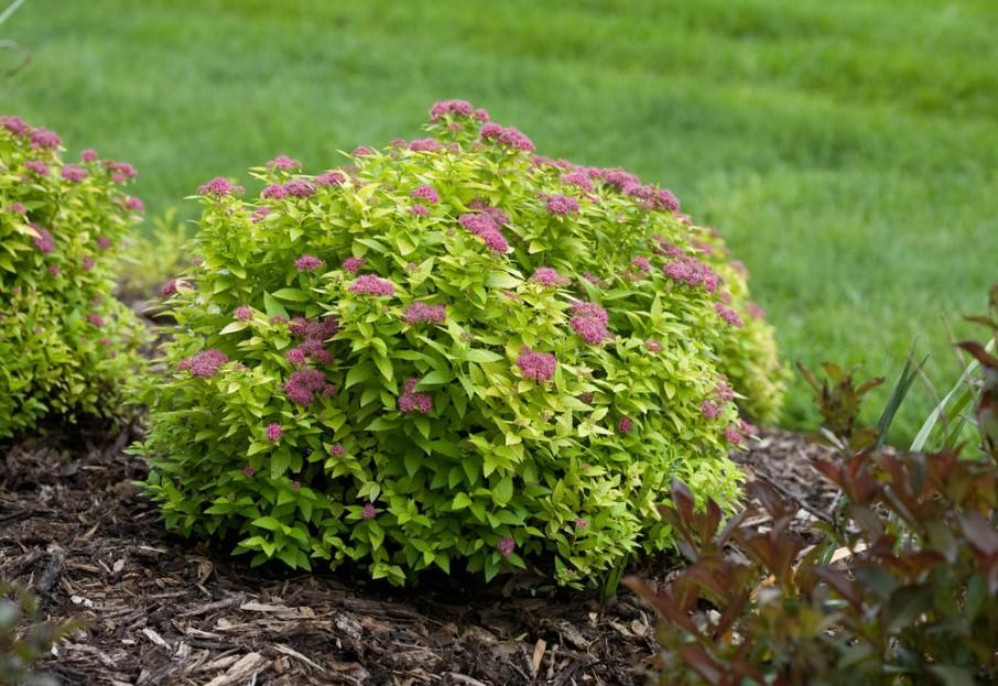 Spirea Japonica 'double Play Dolly' - View 26 from www redcrocus com