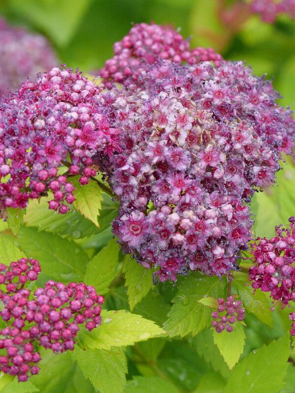 Spirea Japonica 'double Play Dolly' - View 29 from www redcrocus com