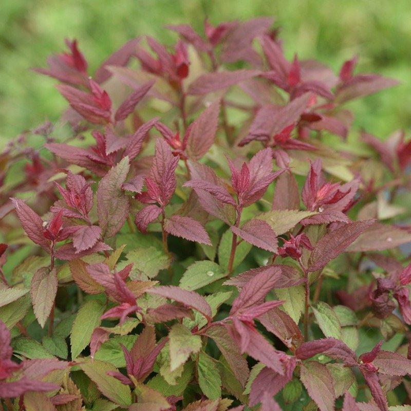Spirea Japonica 'double Play Dolly' - View 31 from www redcrocus com