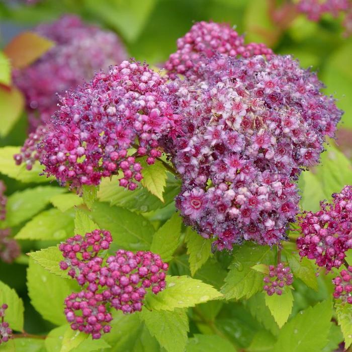 Spirea Japonica 'double Play Dolly' - View 33 from www redcrocus com