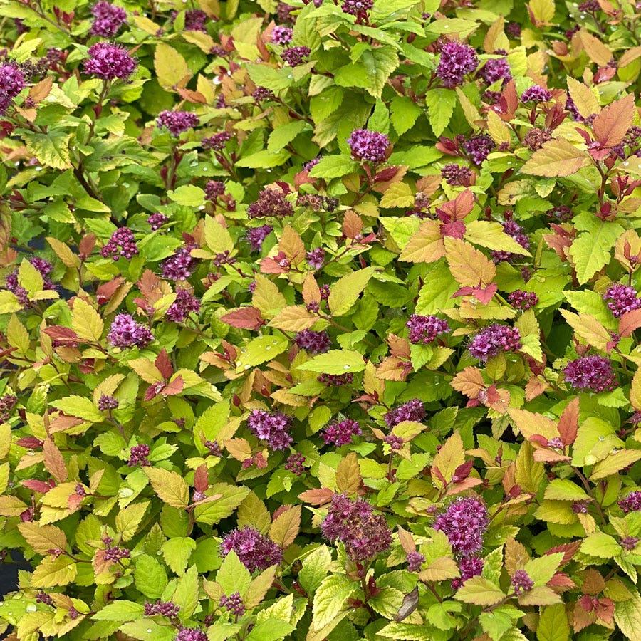 Spirea Japonica 'double Play Dolly' - View 36 from www redcrocus com
