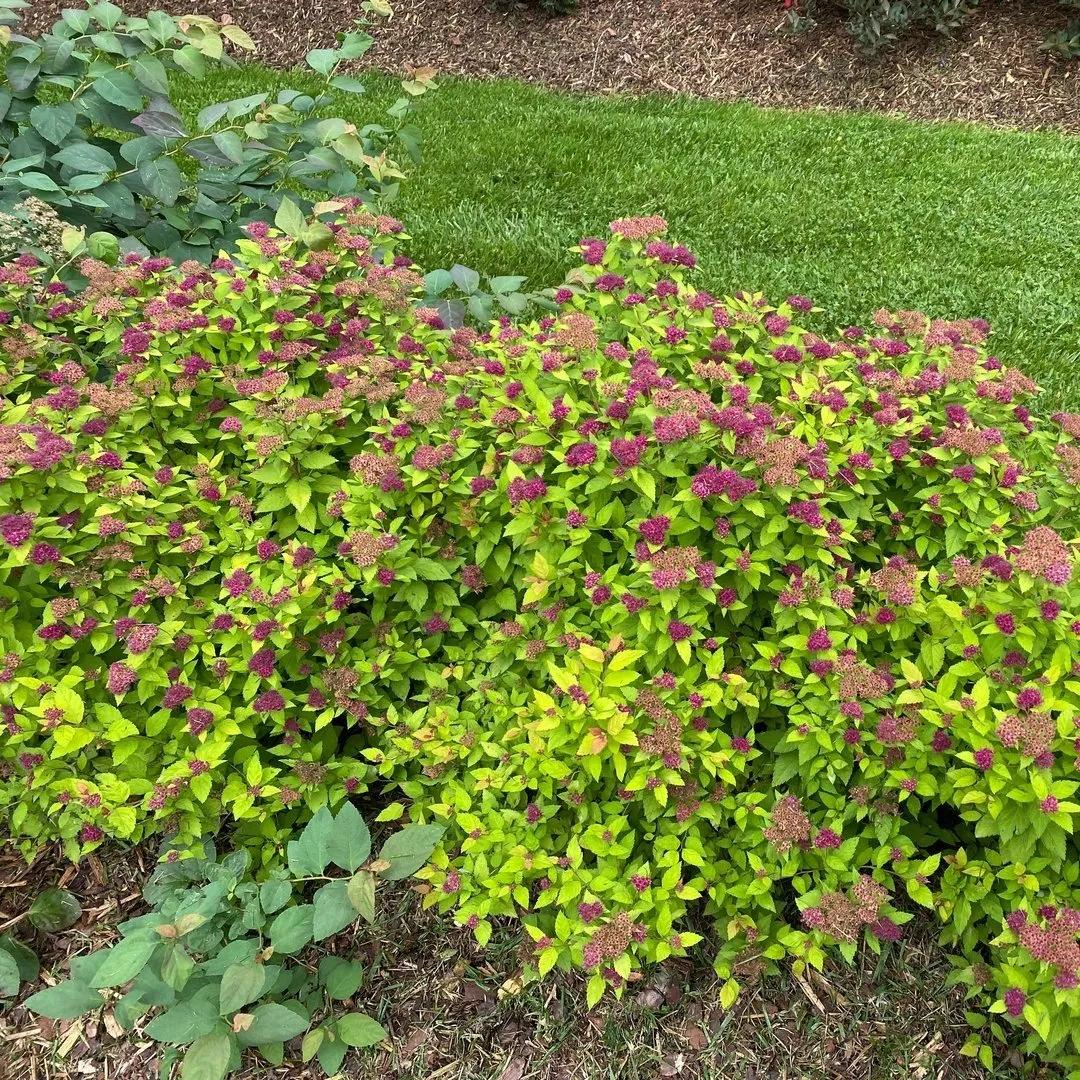 Spirea Japonica 'double Play Dolly' - View 3 from www redcrocus com