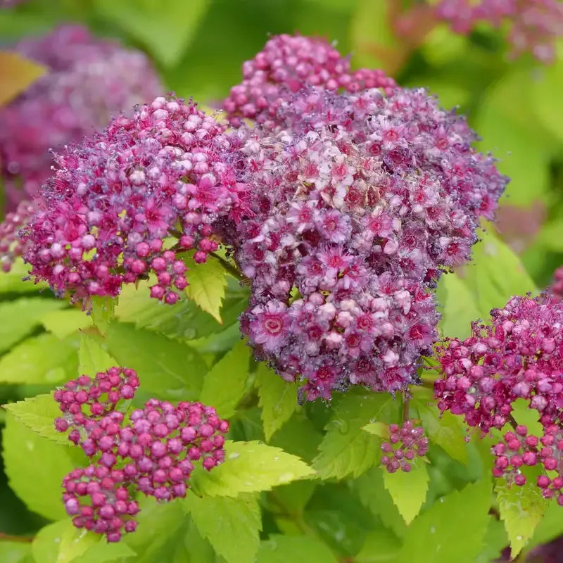 Spirea Japonica 'double Play Dolly' - View 4 from www redcrocus com