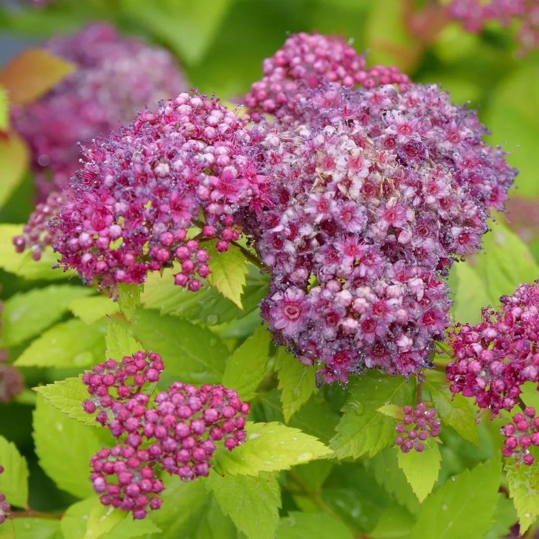 Spirea Japonica 'double Play Dolly' - View 7 from www redcrocus com