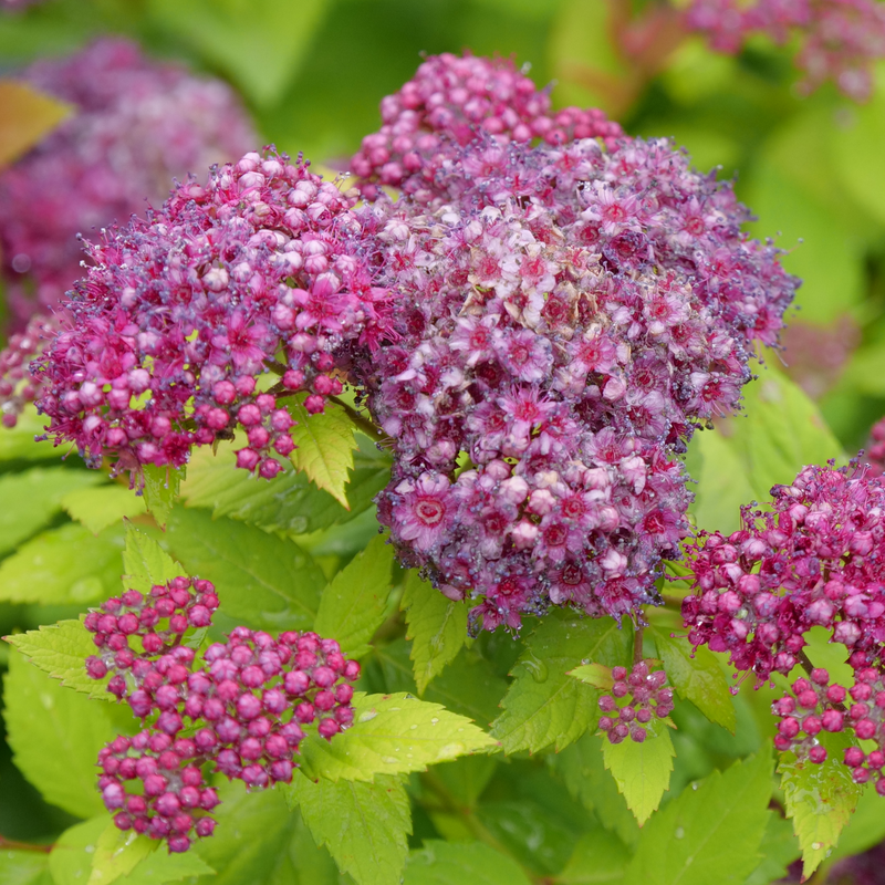 Spirea Japonica 'double Play Dolly' - View 8 from www redcrocus com