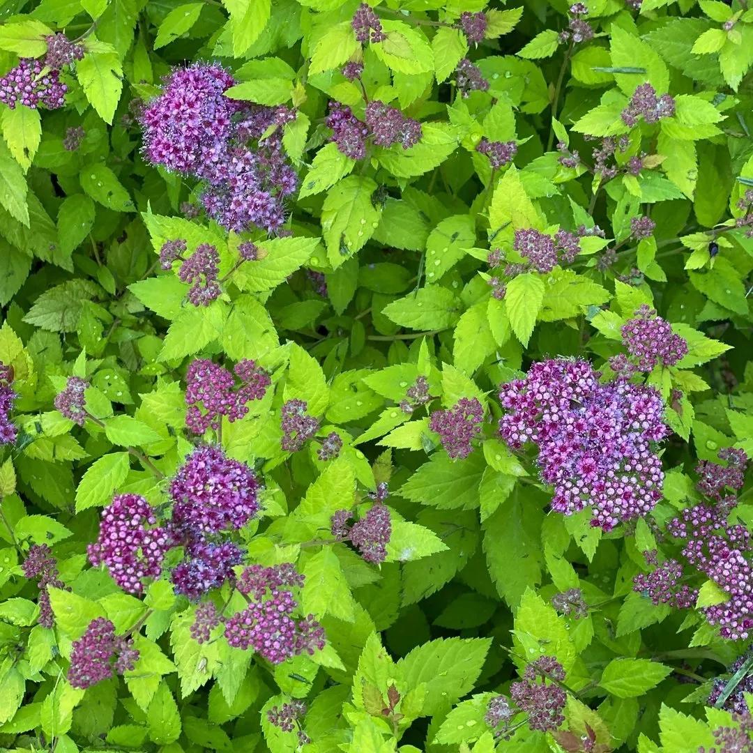 Spirea Japonica 'double Play Dolly' - View 9 from www redcrocus com
