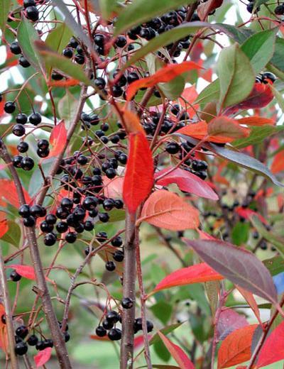 Aronia Melanocarpa - View 10 from www redcrocus com
