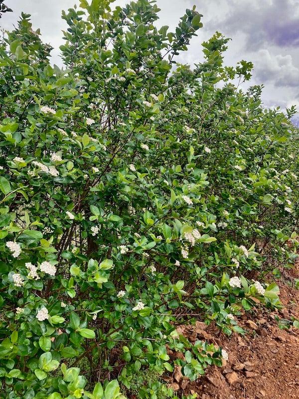 Aronia Melanocarpa - View 14 from www redcrocus com