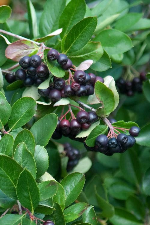 Aronia Melanocarpa - View 16 from www redcrocus com